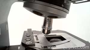 Microscópio Nikon Eclipse E1000